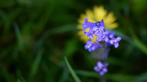 This macro photograph features a close-up of bluebells as the main subject, with their vivid purple-blue petals captured in sharp detail against a blurred background of green foliage and a soft yellow flower. The image was taken in the afternoon during the spring season, highlighting the fresh and vibrant growth typical of this time of year. As a detailed study of plants, the photograph emphasizes the delicate structure of the bluebells through the use of macro techniques, which bring out the intricacies of each blossom. The setting showcases natural springtime flora without any prominent landmarks visible, creating a focused visual celebration of native plants and bluebells in bloom.
